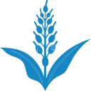 sorgo